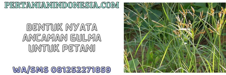 bentuk,nyata,ancaman,gulma,petani